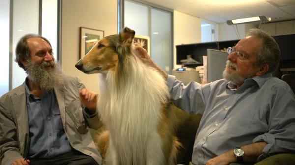 the-10th-generation-lassie-goes-to-the-new-yorker-offices-httpt-co8y0x2rqmga-httpt-coia5xunv7jm