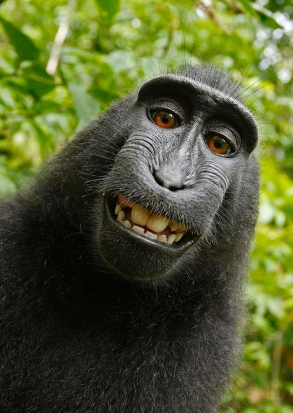 if-a-monkey-takes-a-selfie-no-human-owns-the-copyright-httpt-cobwnyirt9xh-httpt-co7b1kupdeaf